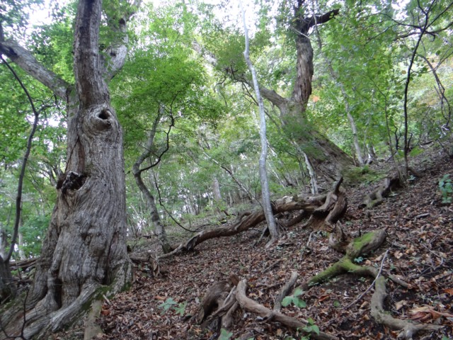e0266825_15886.jpg