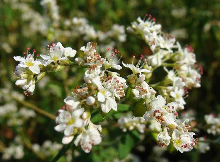 １８６８　「ふしの川」　に　ソバの花_b0211627_18441340.jpg