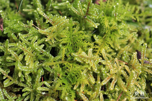 c0211532_17254156.jpg
