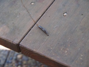 c0119142_4125945.jpg