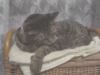 b0134745_1054987.gif