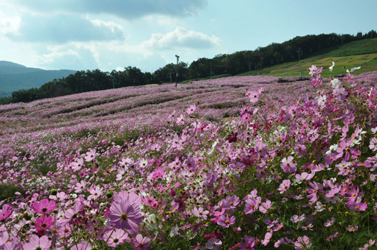 c0093046_17252734.jpg