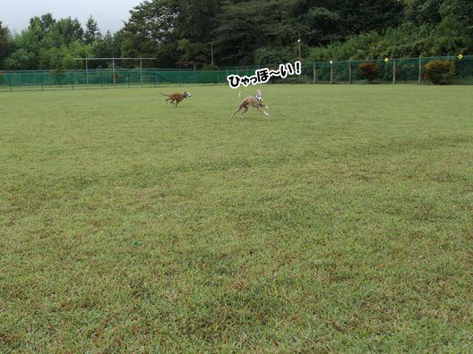 おりりん、Dog Field 合衆国 に行く。_b0234654_20465329.jpg