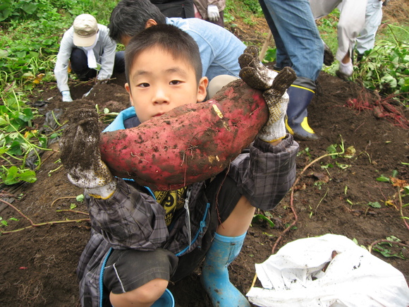 芋掘り_b0218664_834613.jpg