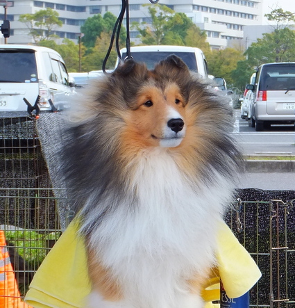 10.14 JCC千葉展_a0139367_2035297.jpg