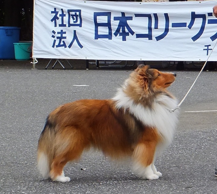 10.14 JCC千葉展_a0139367_20362650.jpg