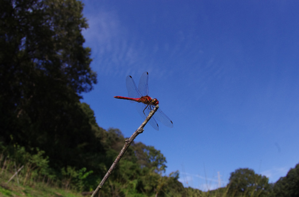 赤トンボのいる風景 蝶と蜻蛉の撮影日記