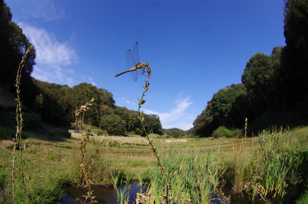 赤トンボのいる風景 蝶と蜻蛉の撮影日記