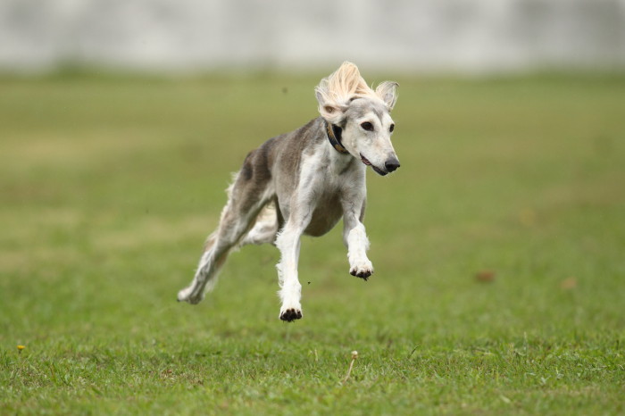 D-TROT サルーキその2_f0180075_2242766.jpg