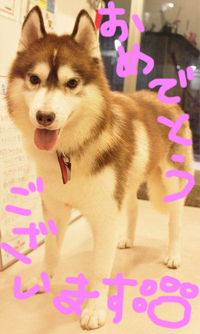 ノーベル賞受賞おめでとうございます。_c0245679_17151123.jpg