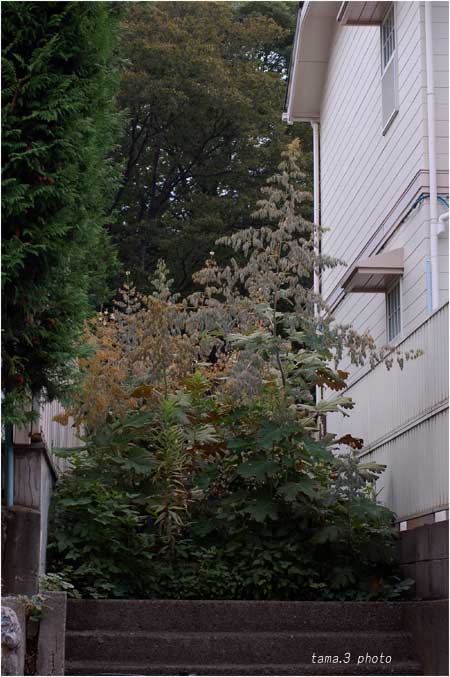 d0024291_22531428.jpg