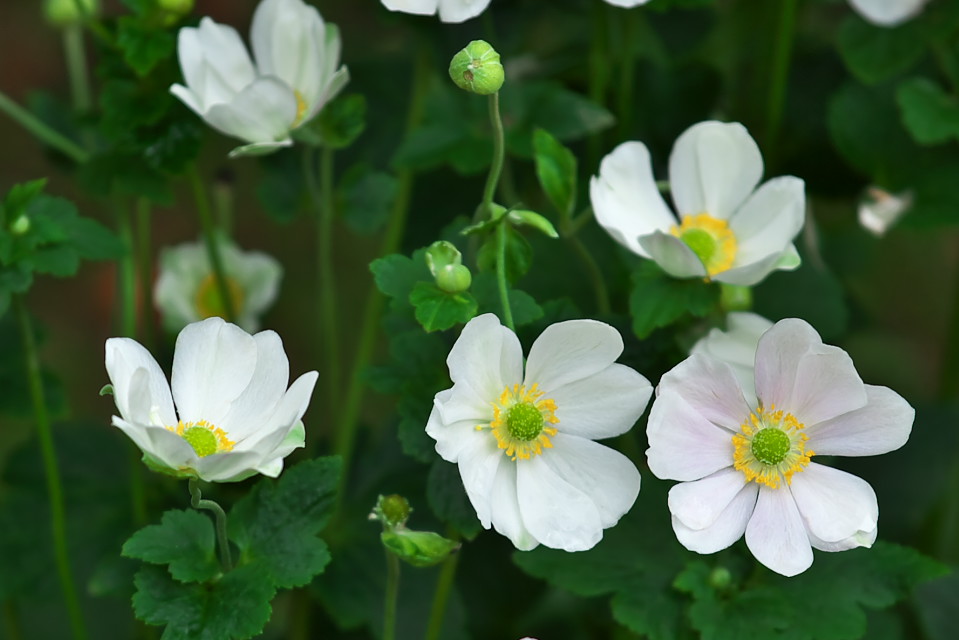 秋の楽しみ　「シュウメイギク（秋明菊）」_d0248494_5374041.jpg