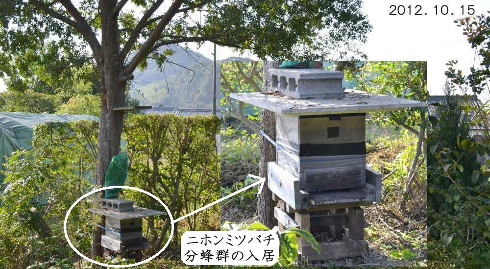 ニホンミツバチ」、秋分蜂群？、それとも逃亡群？、珍しく放置