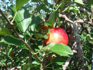 b0113698_11112230.jpg