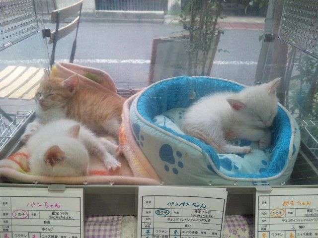 ５子猫のうち３匹内定♪_e0144012_2243328.jpg