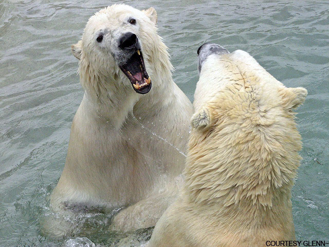 カナダ・トロント動物園のオーロラとニキータの物語 ~ 双子姉妹と繁殖との関係_a0151913_19174069.jpg