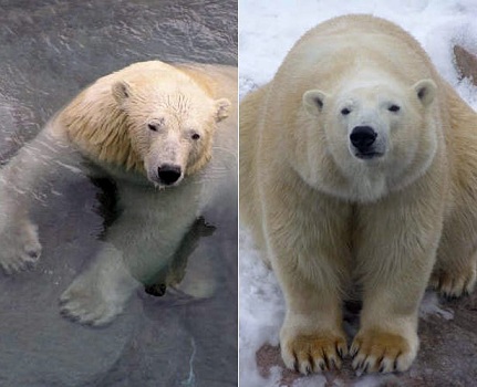 カナダ・トロント動物園のオーロラとニキータの物語 ~ 双子姉妹と繁殖との関係_a0151913_19491788.jpg