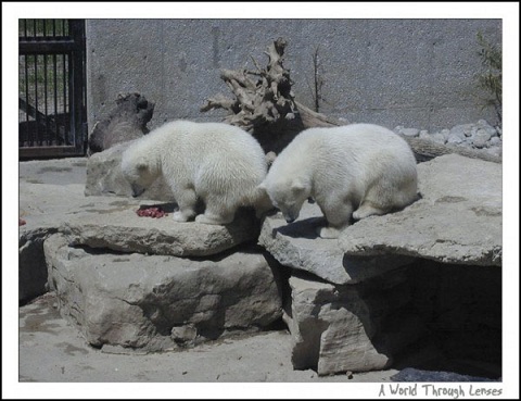 カナダ・トロント動物園のオーロラとニキータの物語 ~ 双子姉妹と繁殖との関係_a0151913_2033241.jpg