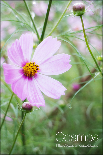雨の日コスモス_f0100215_23401694.jpg