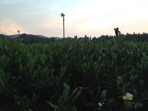 紅茶旅 vol.2 (新城~東栄町~鳳来 2)_b0220318_1873696.jpg