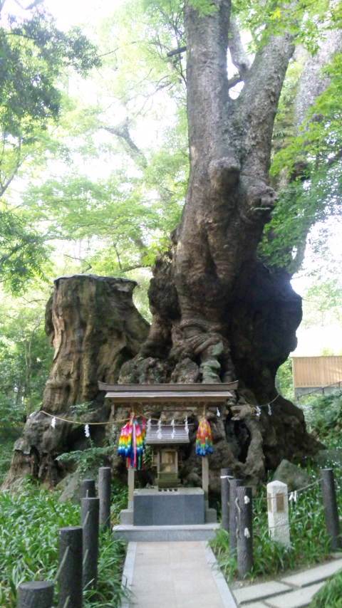 熱海　来宮神社　　ご神木－大楠_a0056219_173694.jpg