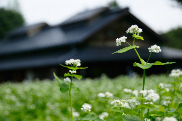 爽秋の昭和記念公園_c0047919_1656261.jpg