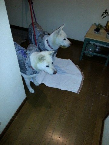 a0151727_0282166.png