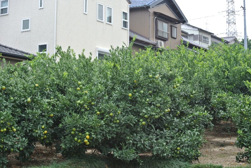 知多四国八十八ヶ所霊場「第１番曹源寺」_f0171028_8565461.jpg