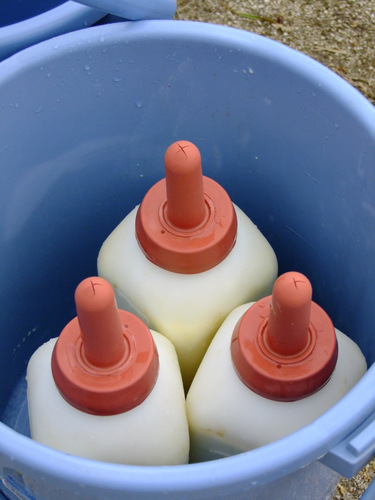 「いかこい島根 木次(きすき)乳業のパスチャライズ牛乳、日登(ひのぼり)牧場のブラウンスイス」_a0000029_1527859.jpg