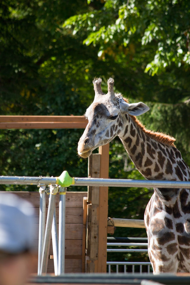 円山動物園 マサイキリン その1 ナナスケの移動_a0016730_016085.jpg