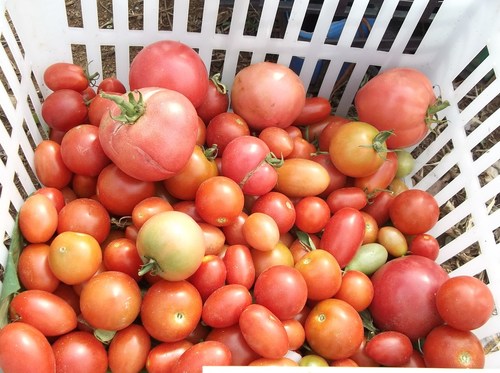 夏野菜..寒さに負けるな!_b0137932_19555015.jpg