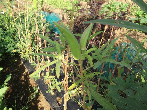 夏野菜..寒さに負けるな!_b0137932_19561899.jpg
