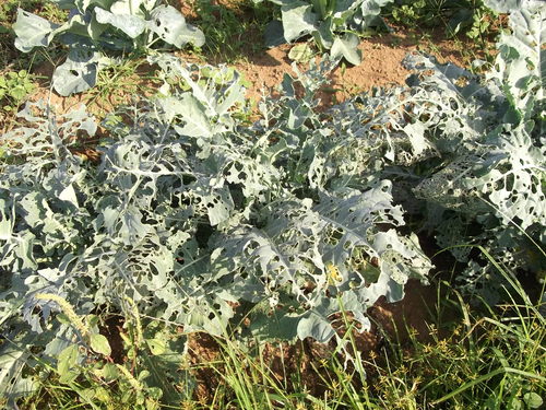 夏野菜に負けず...冬野菜が成長中!_b0137932_2131911.jpg