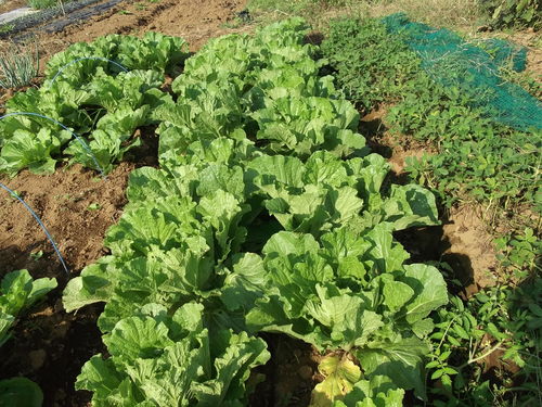 夏野菜に負けず...冬野菜が成長中!_b0137932_21441391.jpg