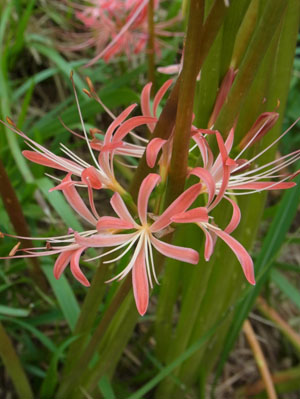 田んぼのヒガンバナ red spider lily_f0206939_20305528.jpg