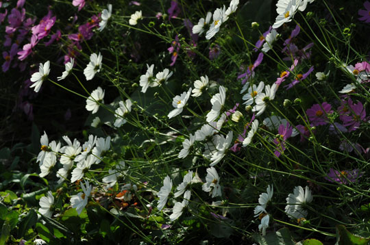 c0093046_645462.jpg