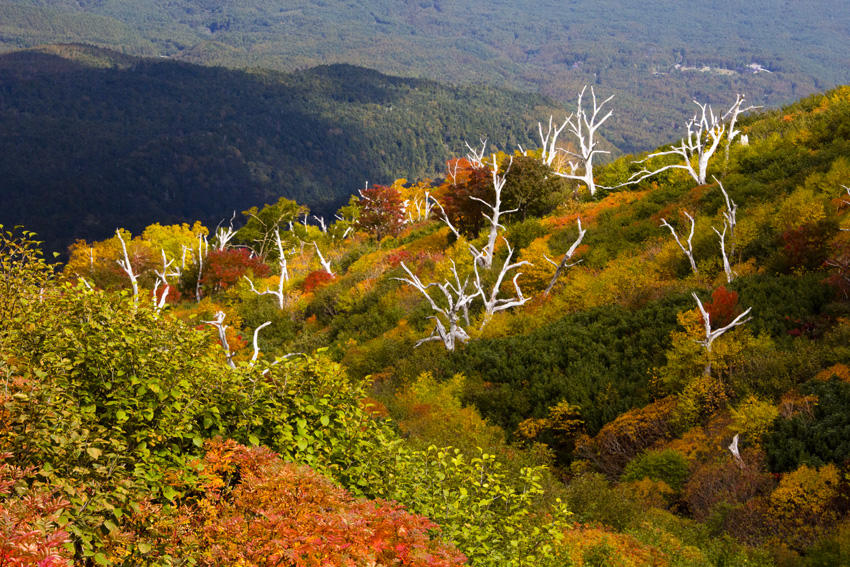 紅葉燃ゆる御嶽山　其の弐_b0167256_235182.jpg