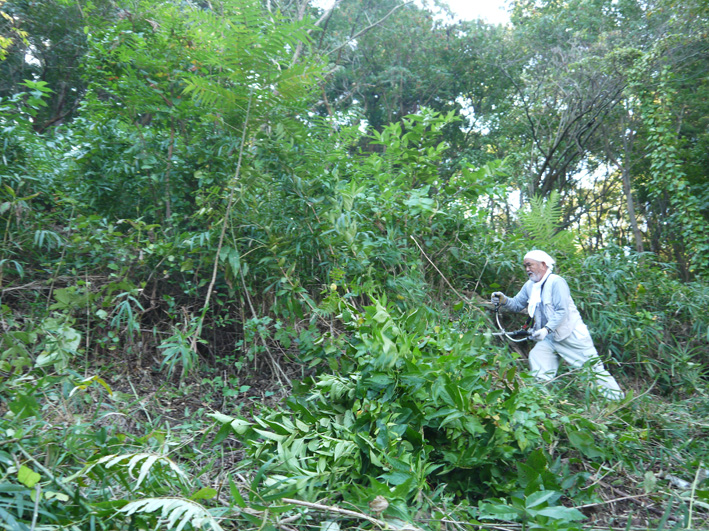 急増したカラスザンショウ伐採:10・15六国見山臨時手入れ_c0014967_9164943.jpg