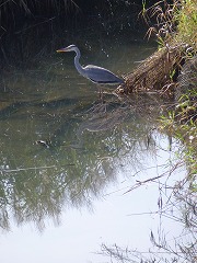 e0160568_169688.jpg