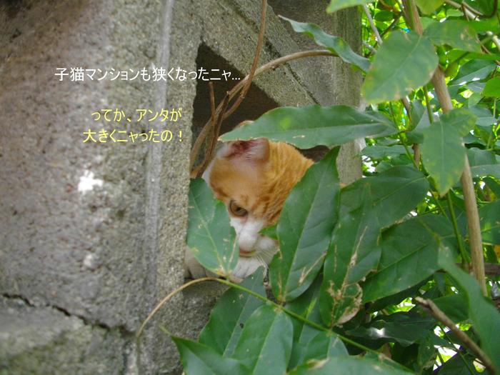 猫いろは歌留多_e0265768_18541929.jpg