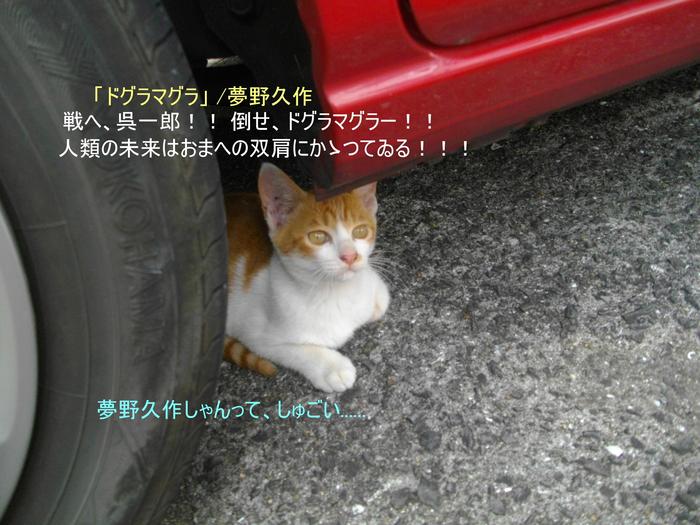 猫いろは歌留多_e0265768_18551683.jpg