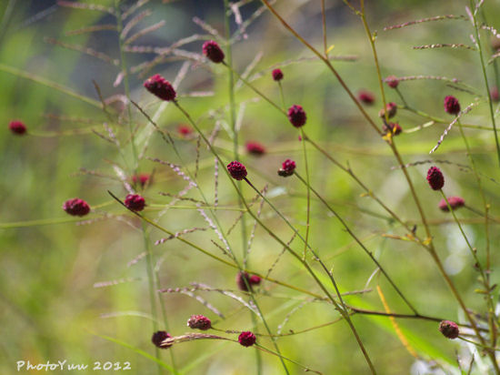 箱根湿生花園・・・2）_b0078874_8355167.jpg