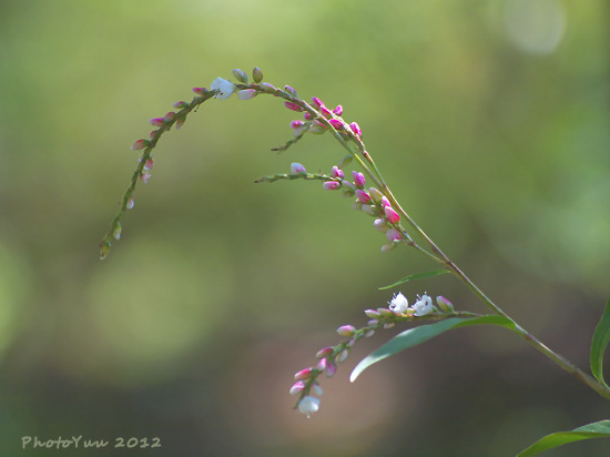 箱根湿生花園・・・2）_b0078874_838331.jpg