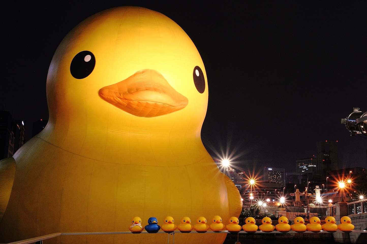 Rubber Duck (ﾗﾊﾞｰ･ﾀﾞｯｸ） 中之島公園バラ園 2012 その３_f0032275_22145452.jpg