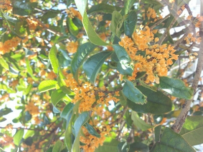 c0154876_2315261.jpg