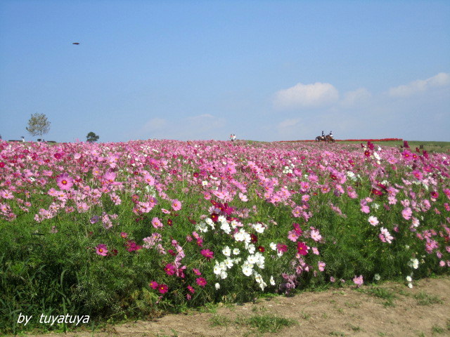 コスモスを見に淡路島へ　To　Awajisima　to see cosmos_b0245877_2058517.jpg