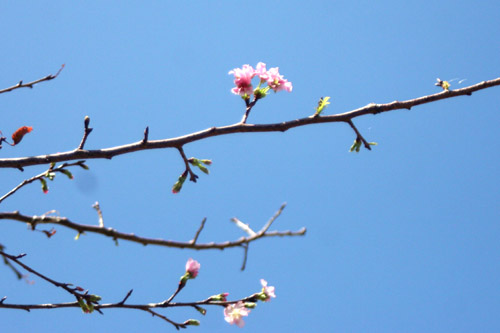 「桜」咲きました！季節はずれですが！！_b0084378_21324415.jpg