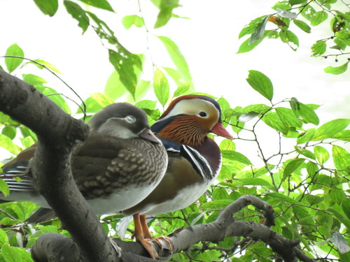 井の頭公園＆葛西臨海公園探鳥会_e0098079_132050.jpg