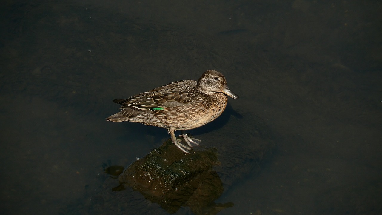 a0185081_15016.jpg