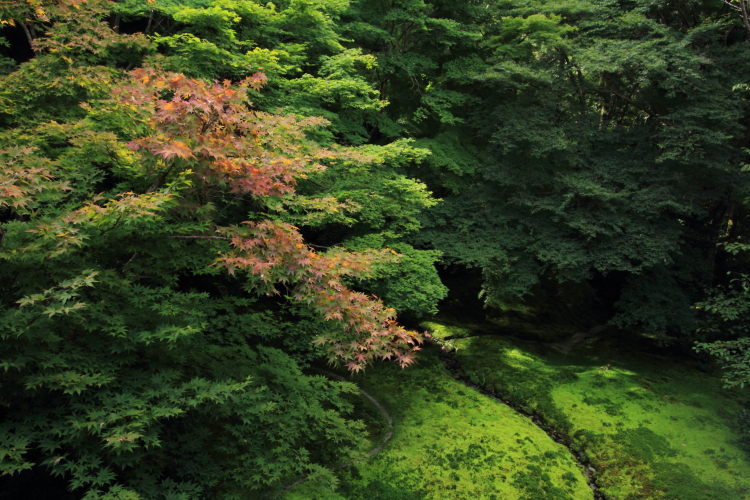 瑠璃光院_e0051888_19432054.jpg
